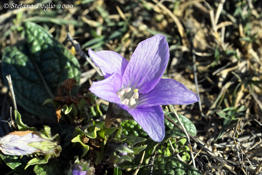 Mandragora autumnalis